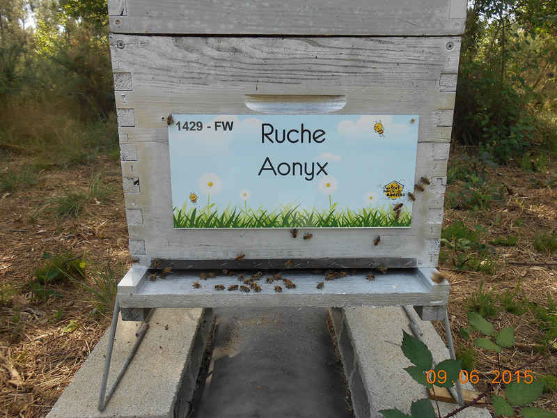 La ruche Aonyx