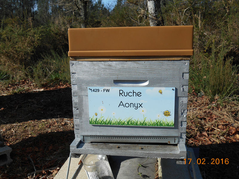 La ruche Aonyx