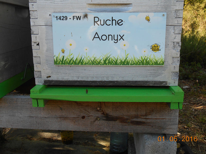 La ruche Aonyx