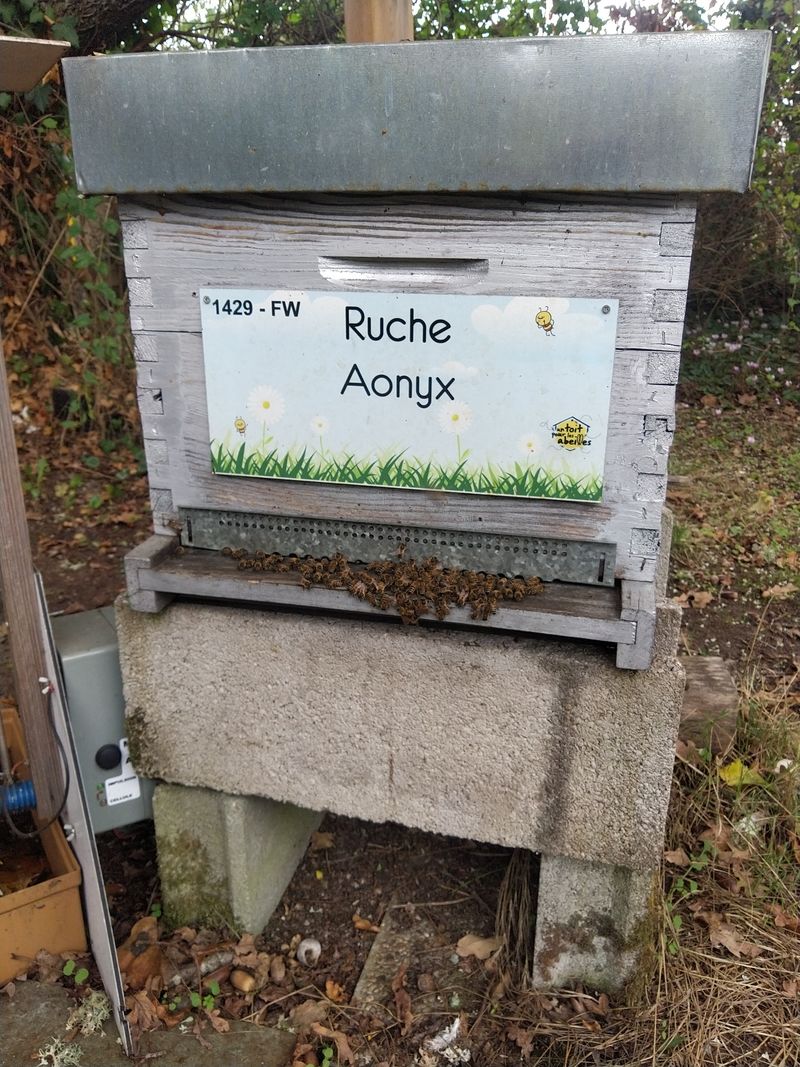 La ruche Aonyx