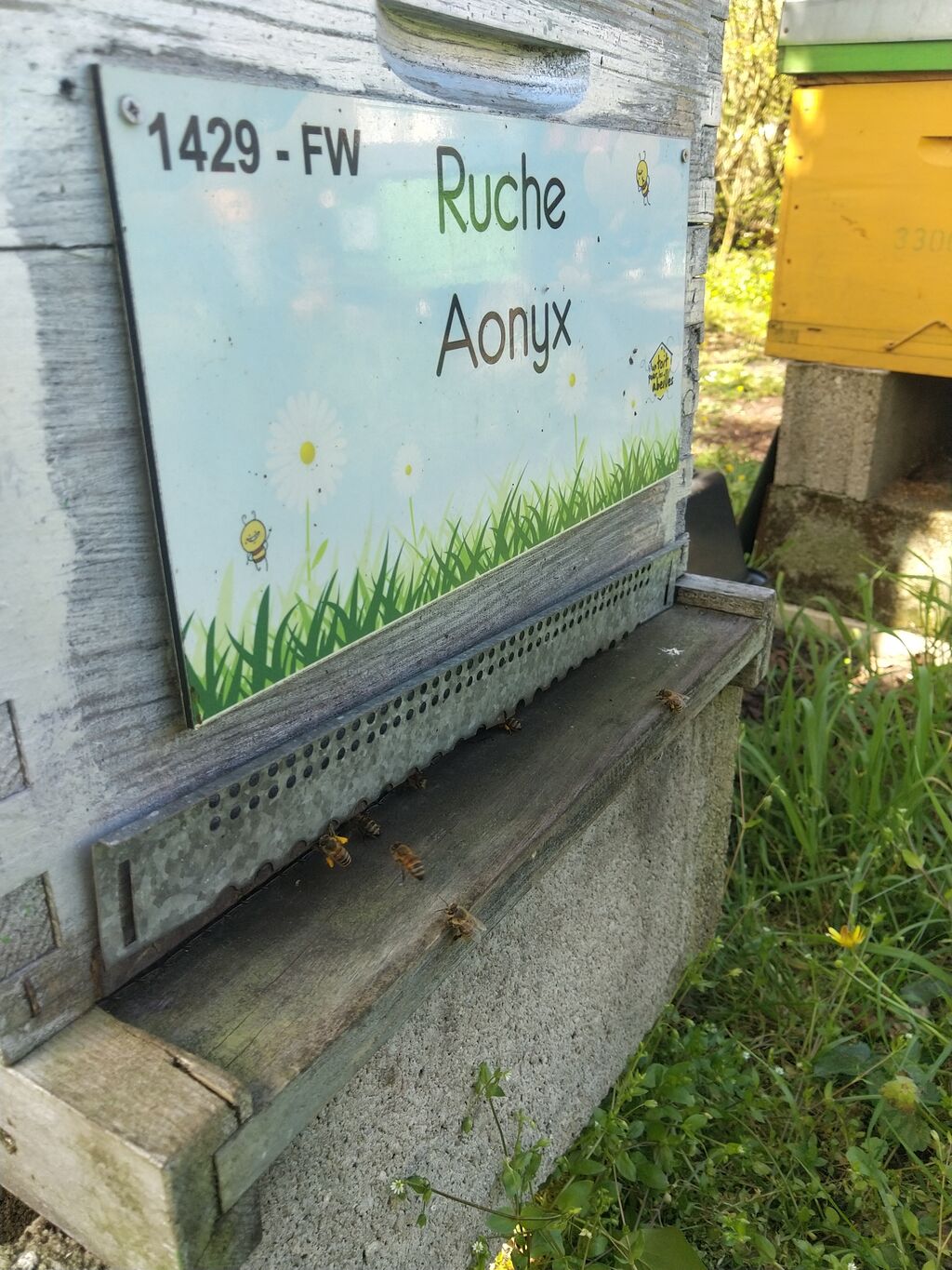 La ruche Aonyx