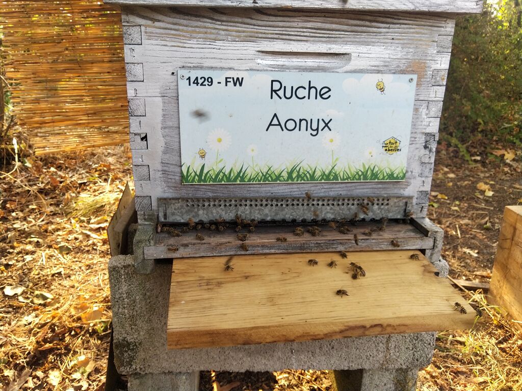 La ruche Aonyx