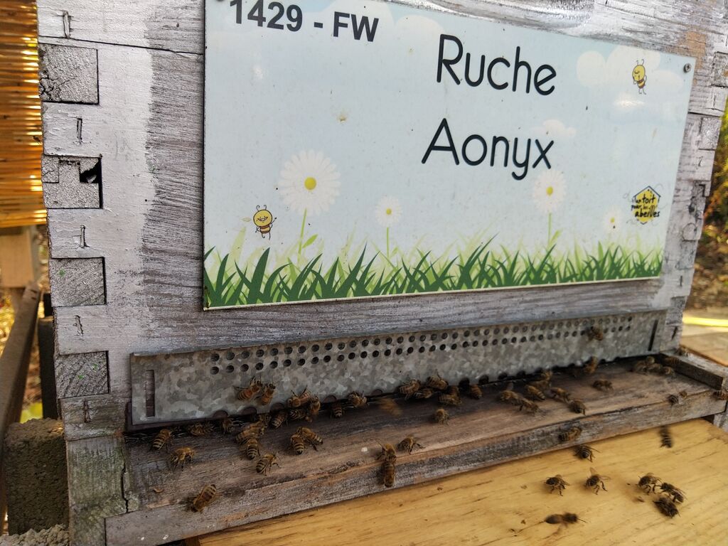 La ruche Aonyx