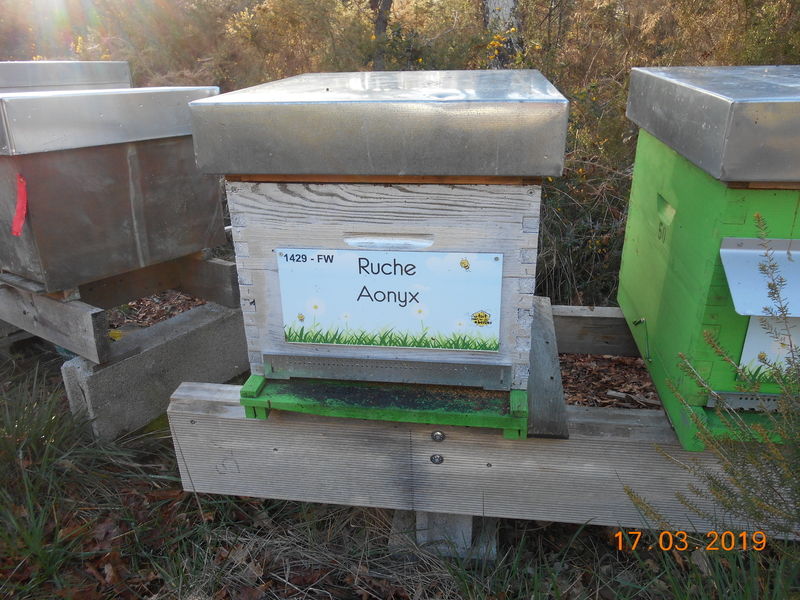 La ruche Aonyx