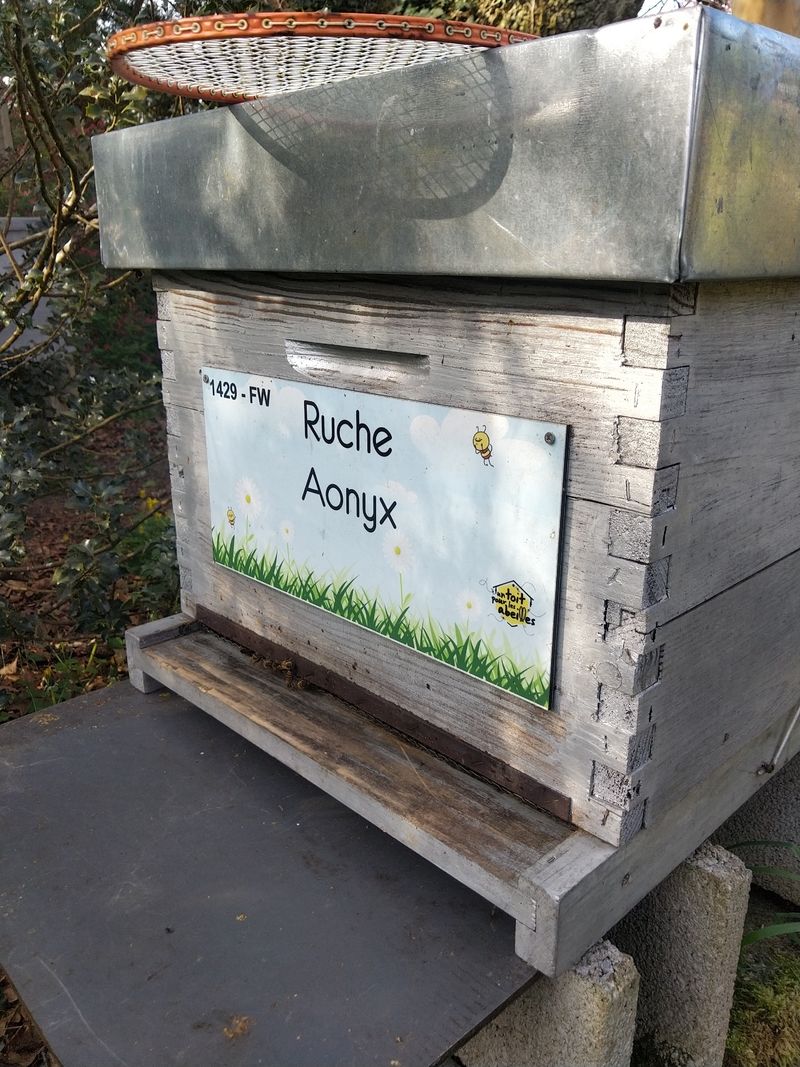 La ruche Aonyx