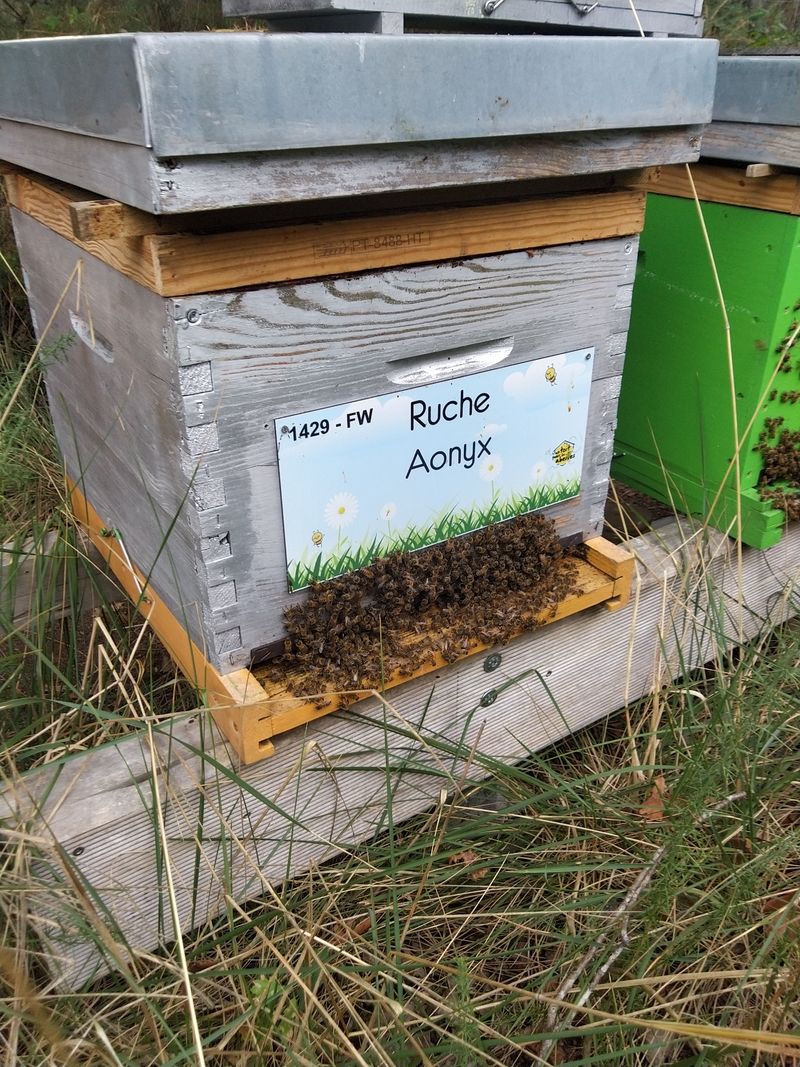 La ruche Aonyx