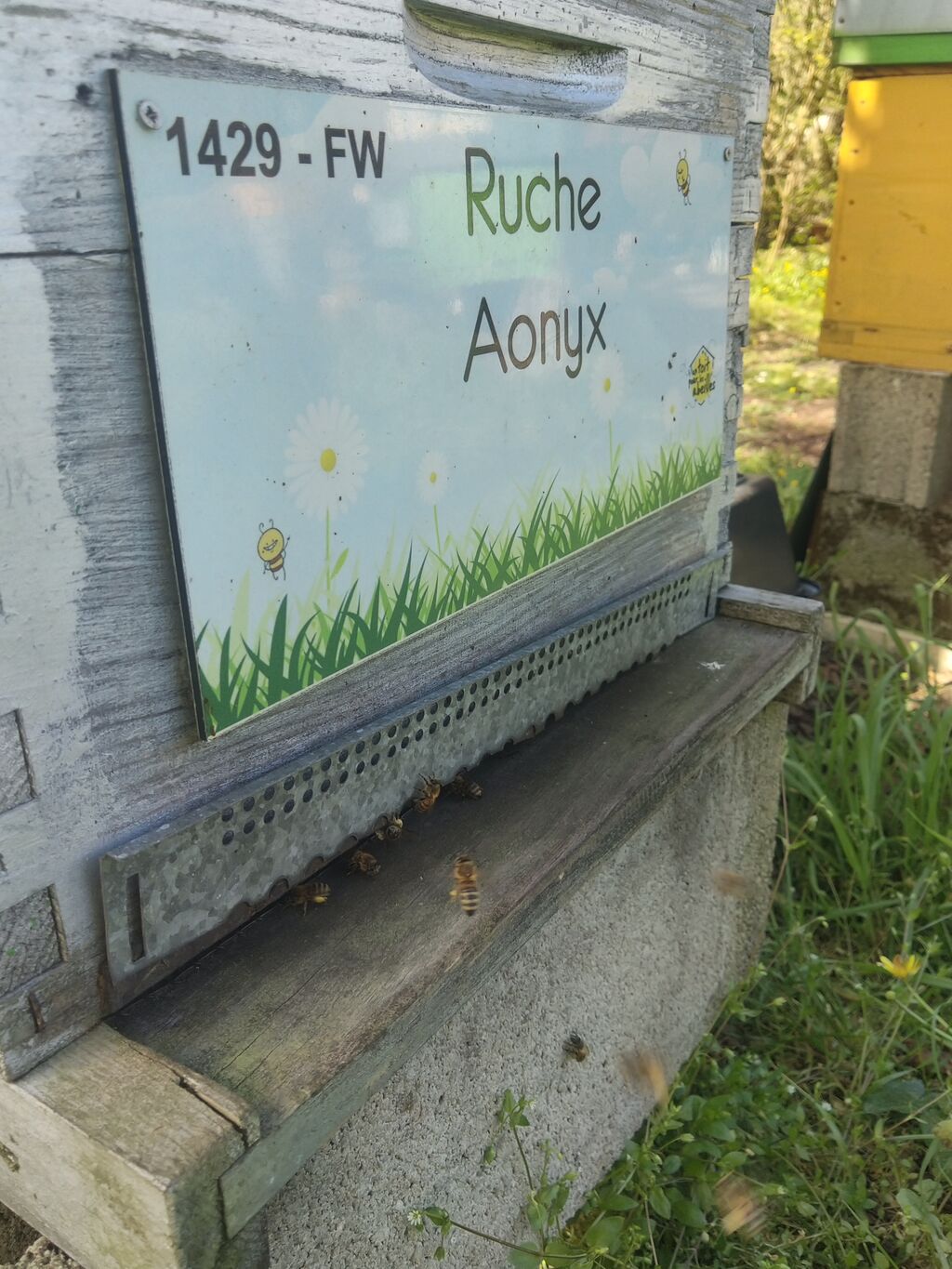 La ruche Aonyx