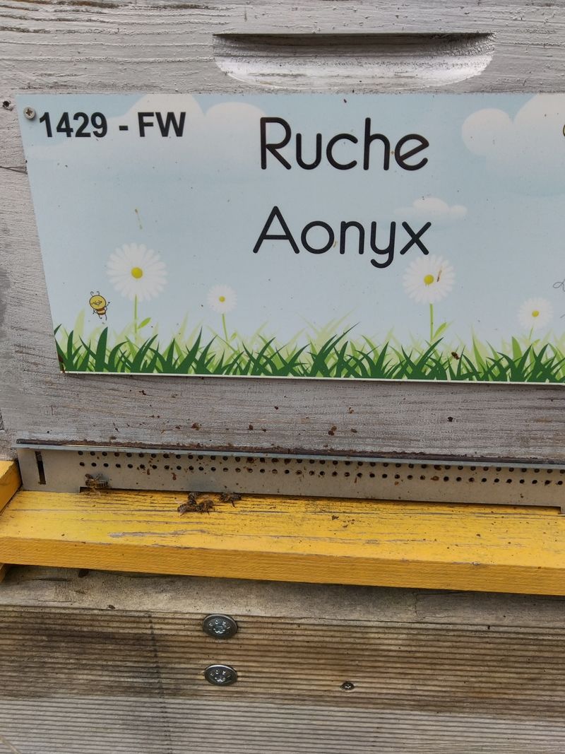 La ruche Aonyx