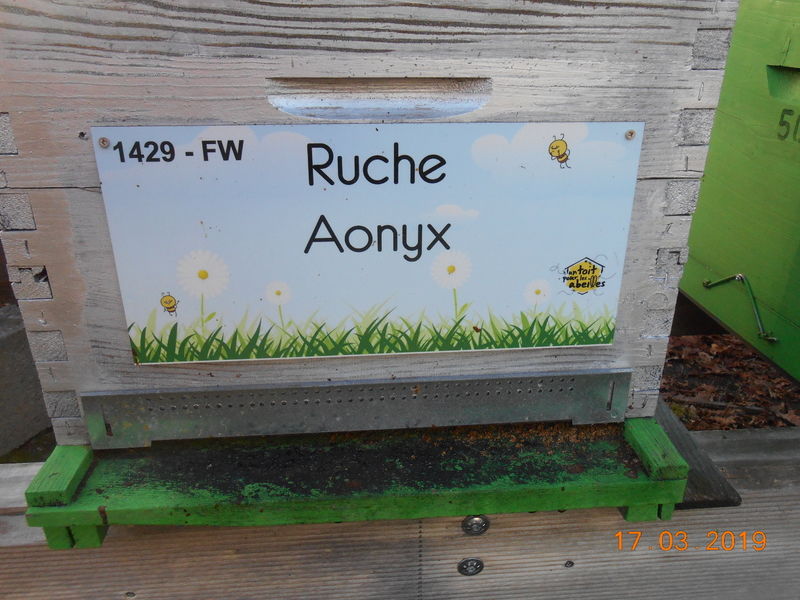 La ruche Aonyx