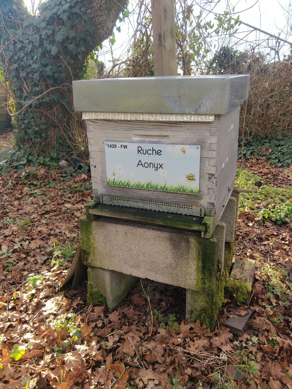 La ruche Aonyx
