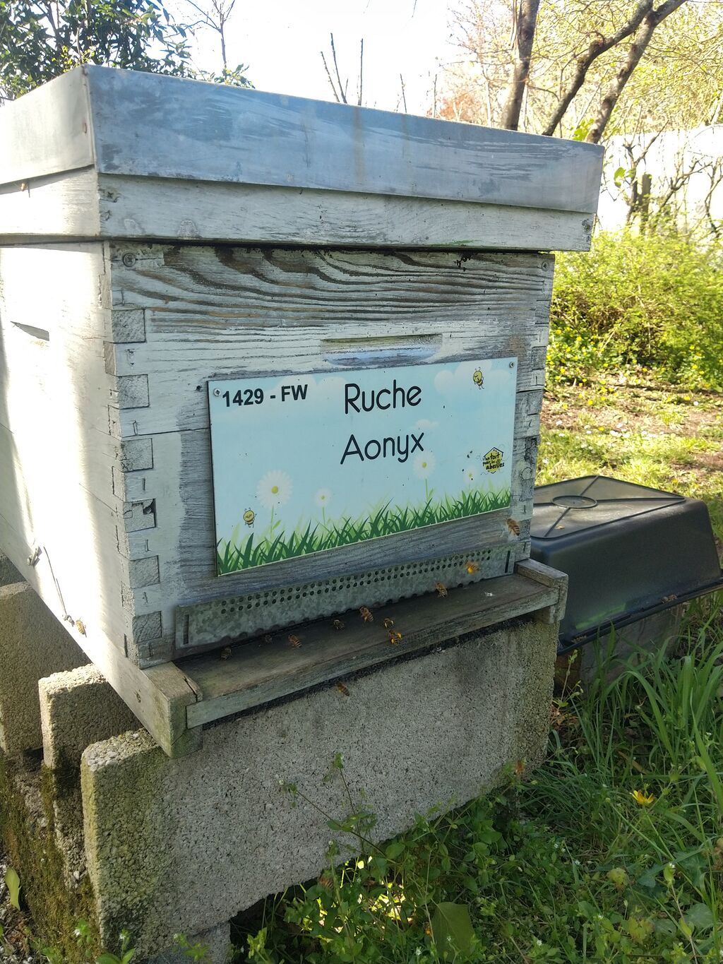 La ruche Aonyx