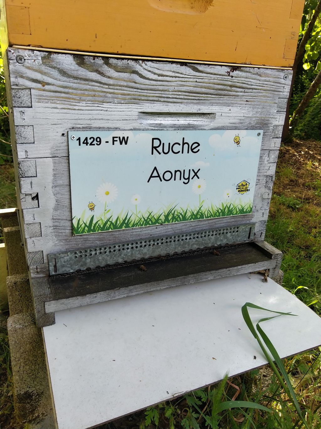 La ruche Aonyx