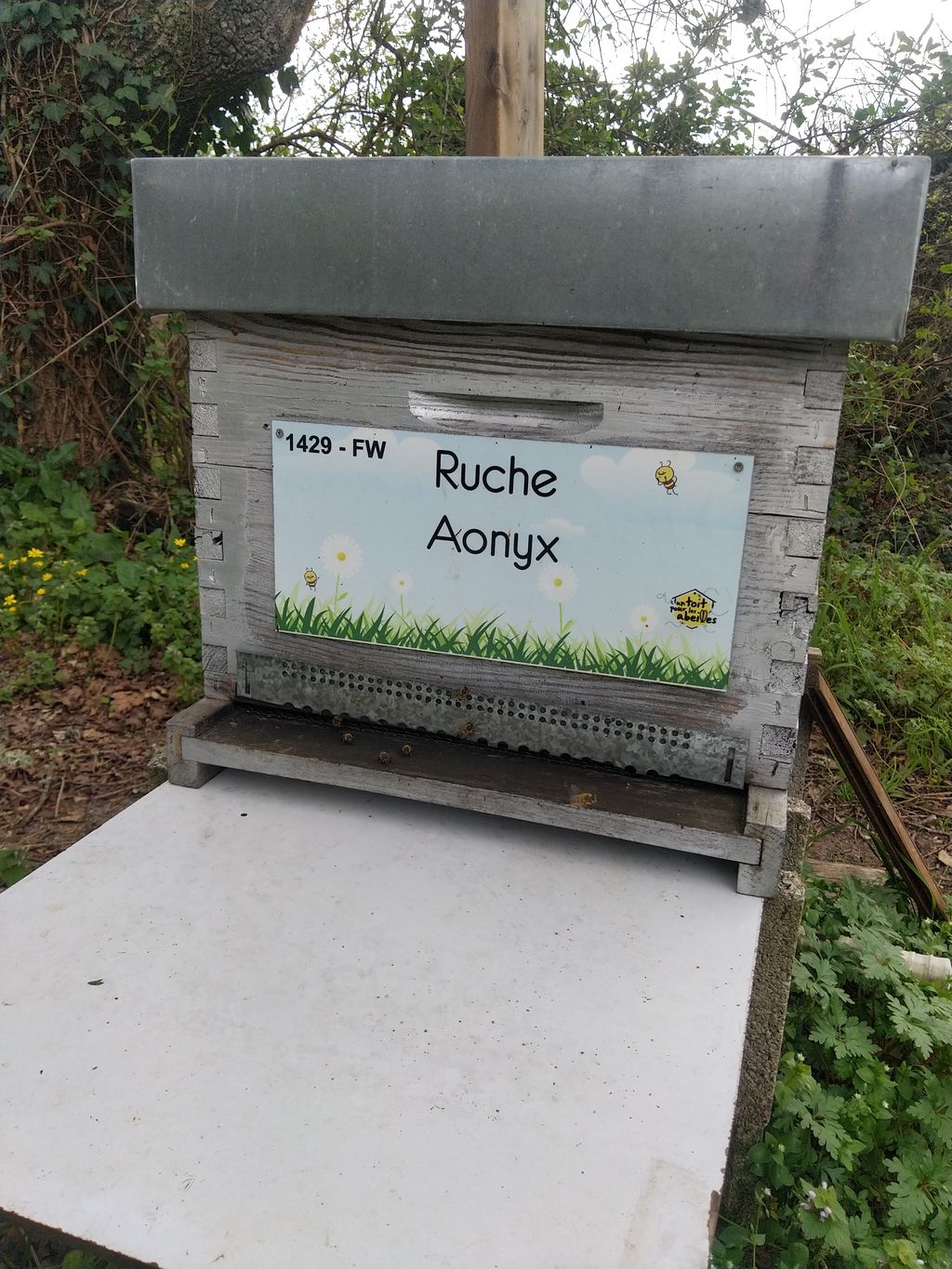 La ruche Aonyx