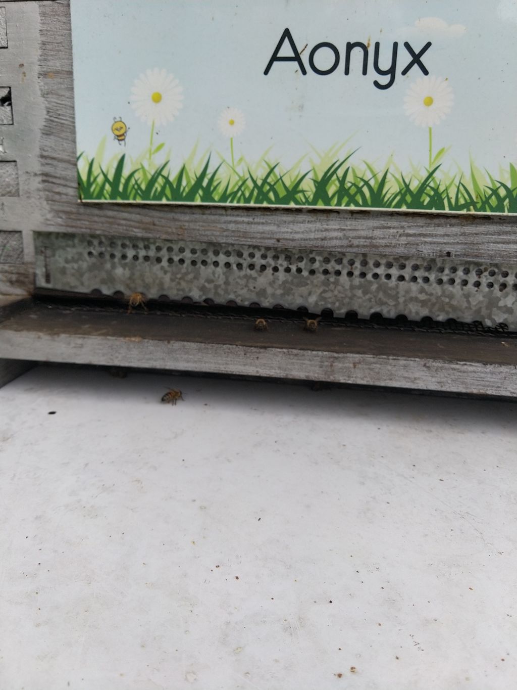 La ruche Aonyx