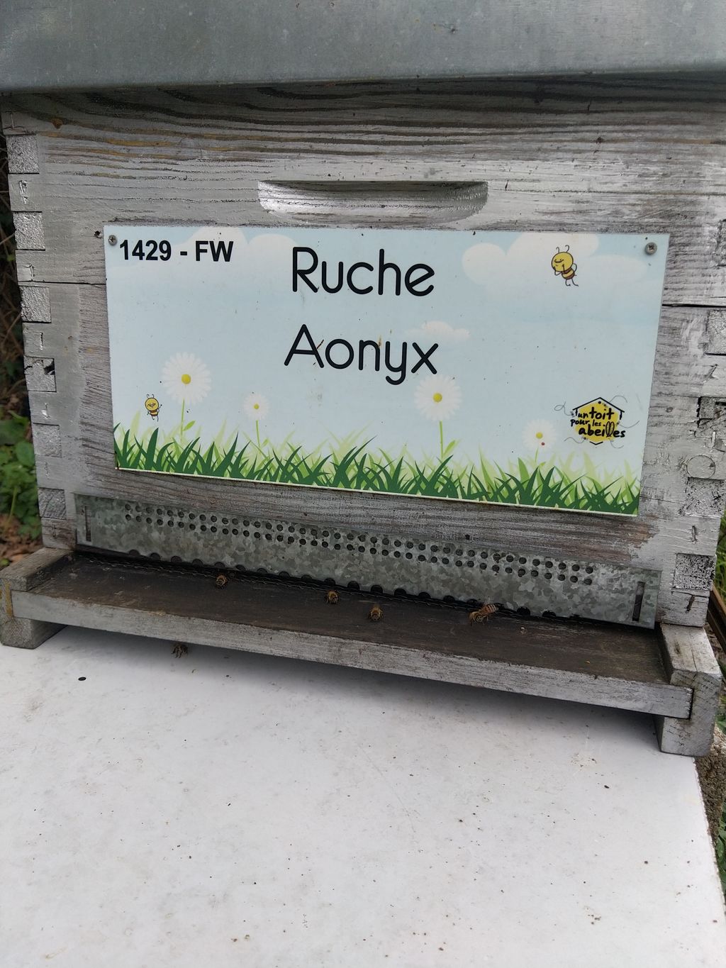 La ruche Aonyx
