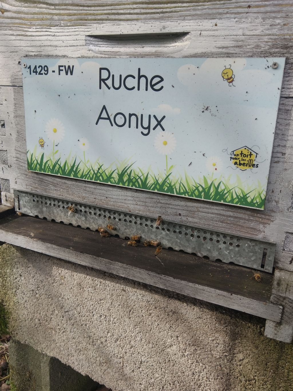La ruche Aonyx