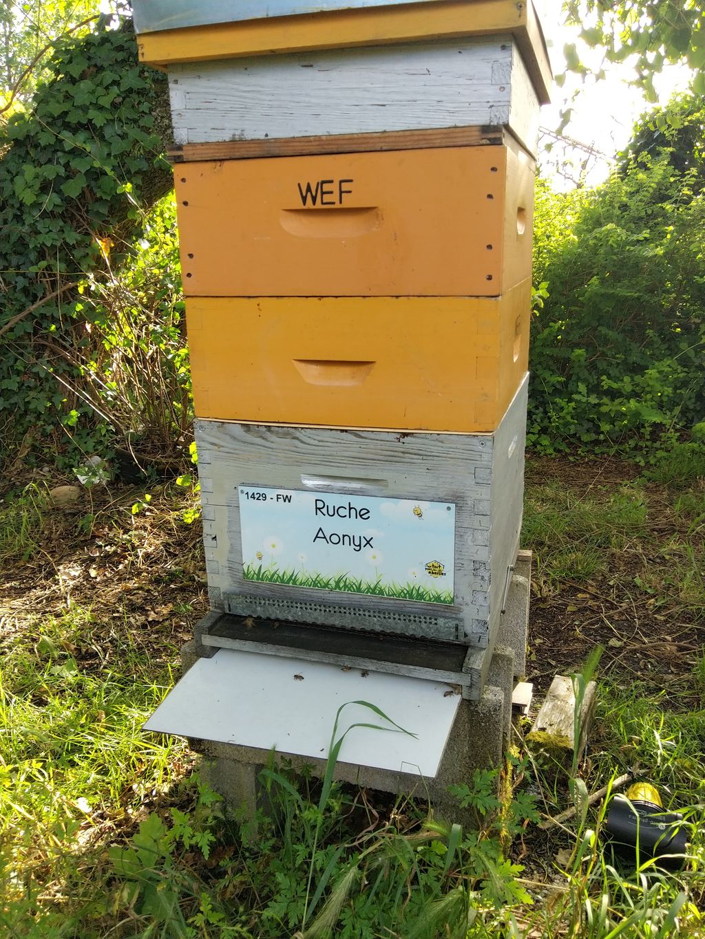 La ruche Aonyx
