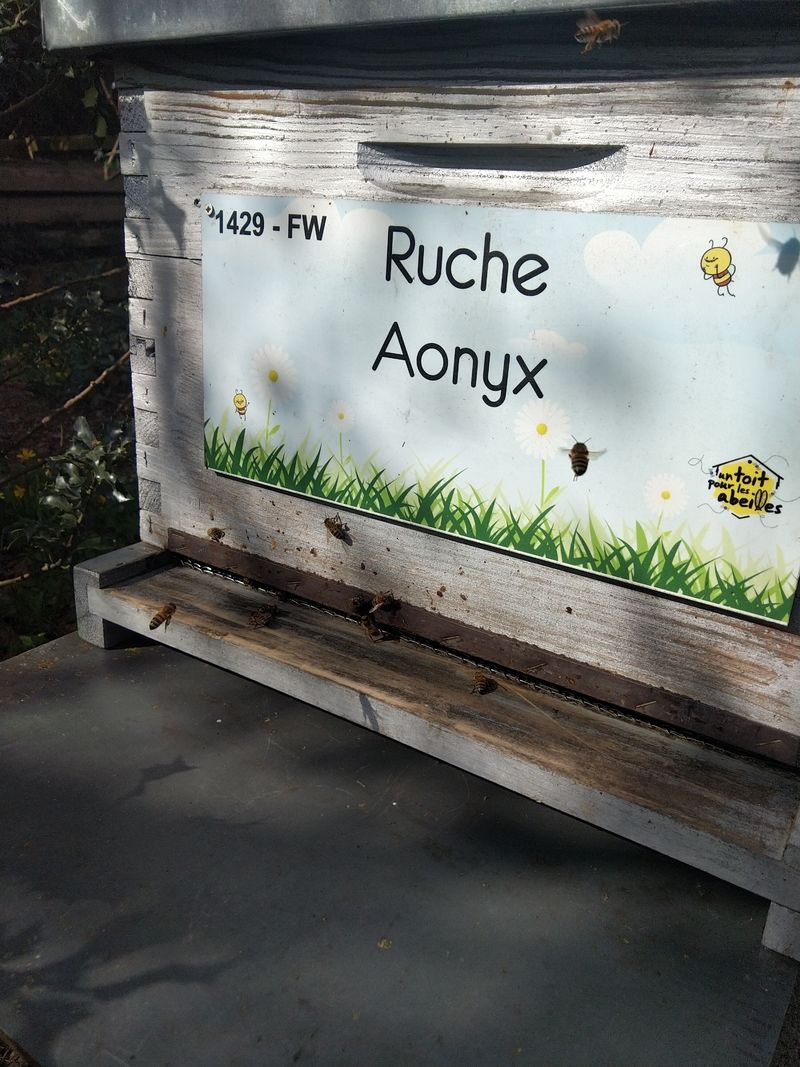 La ruche Aonyx