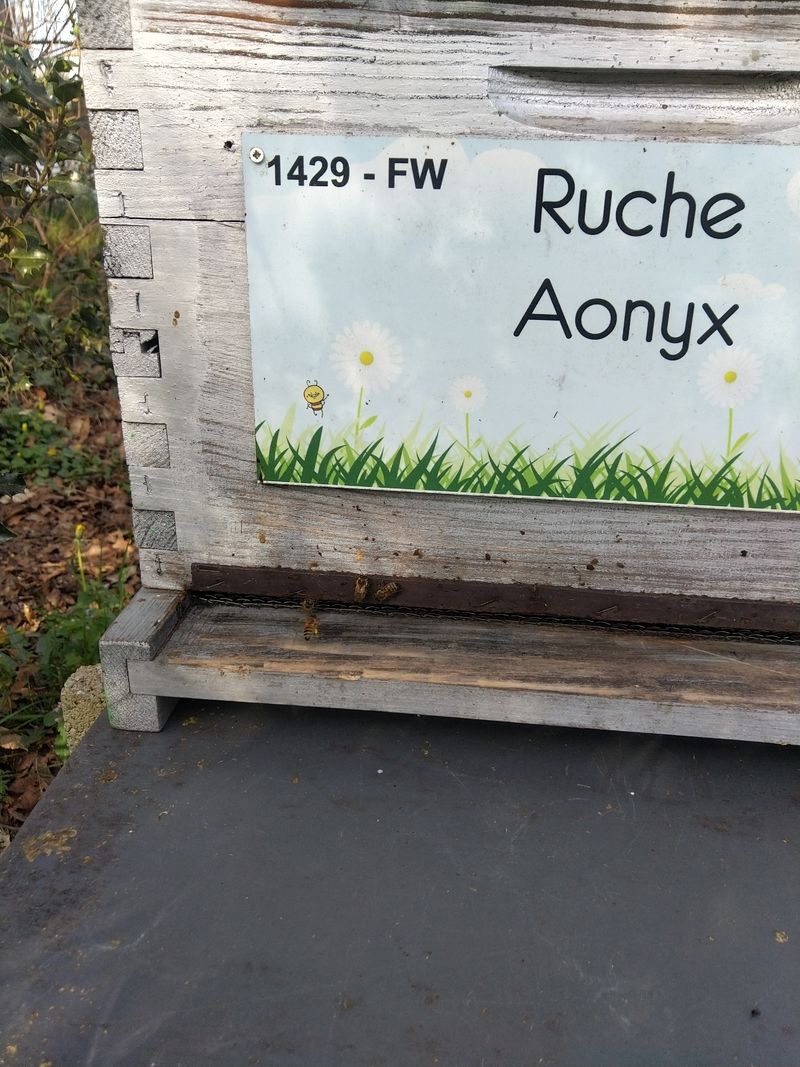 La ruche Aonyx