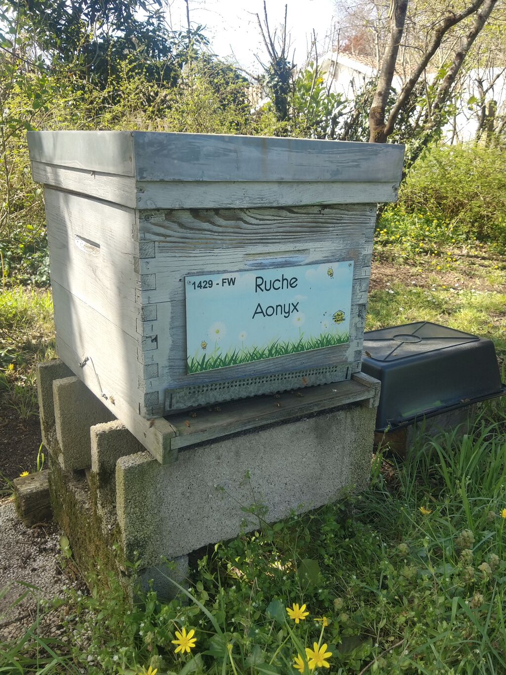La ruche Aonyx
