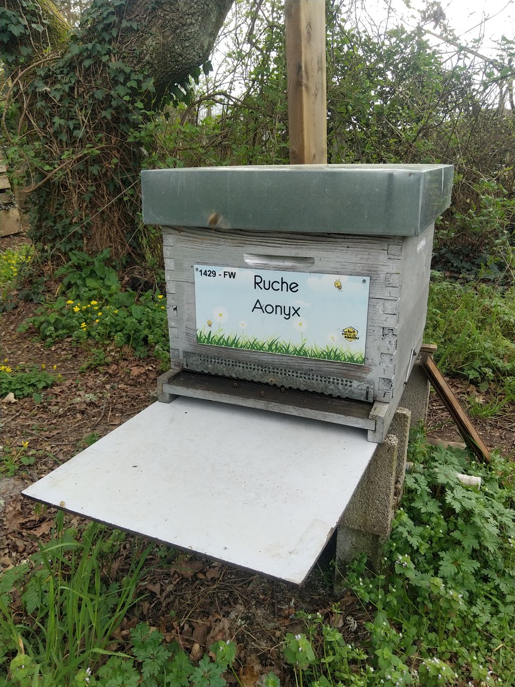 La ruche Aonyx