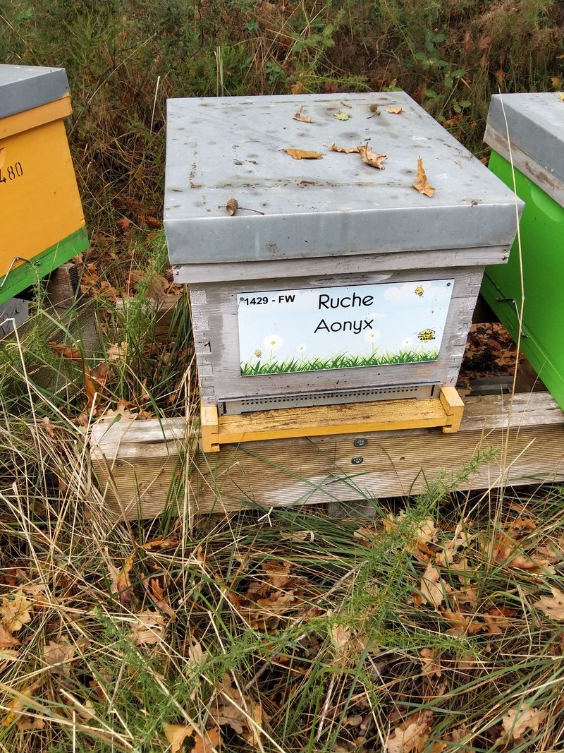 La ruche Aonyx