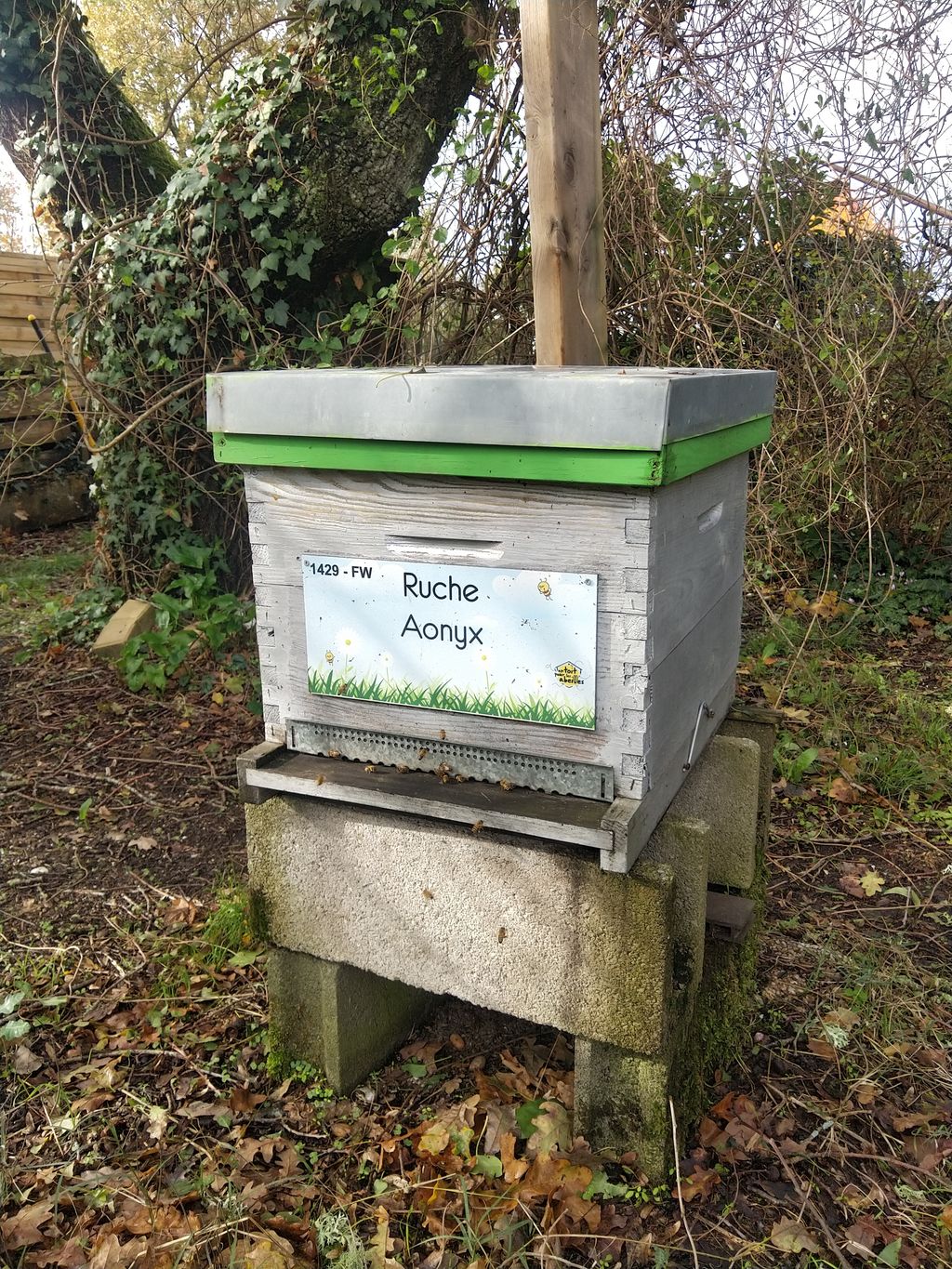 La ruche Aonyx