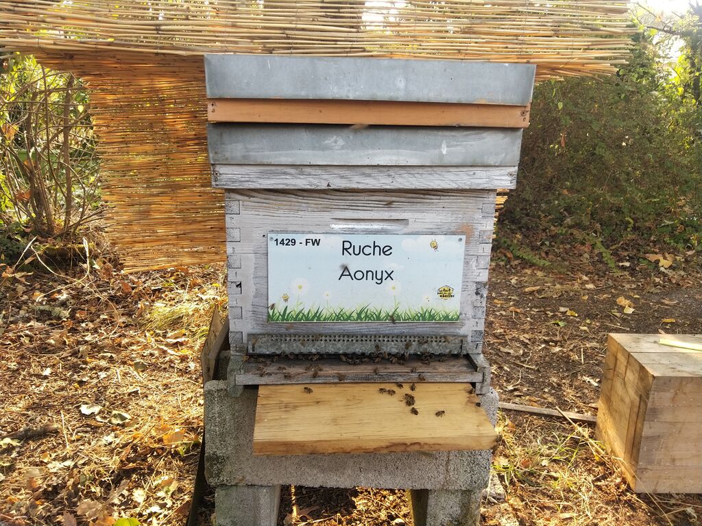 La ruche Aonyx