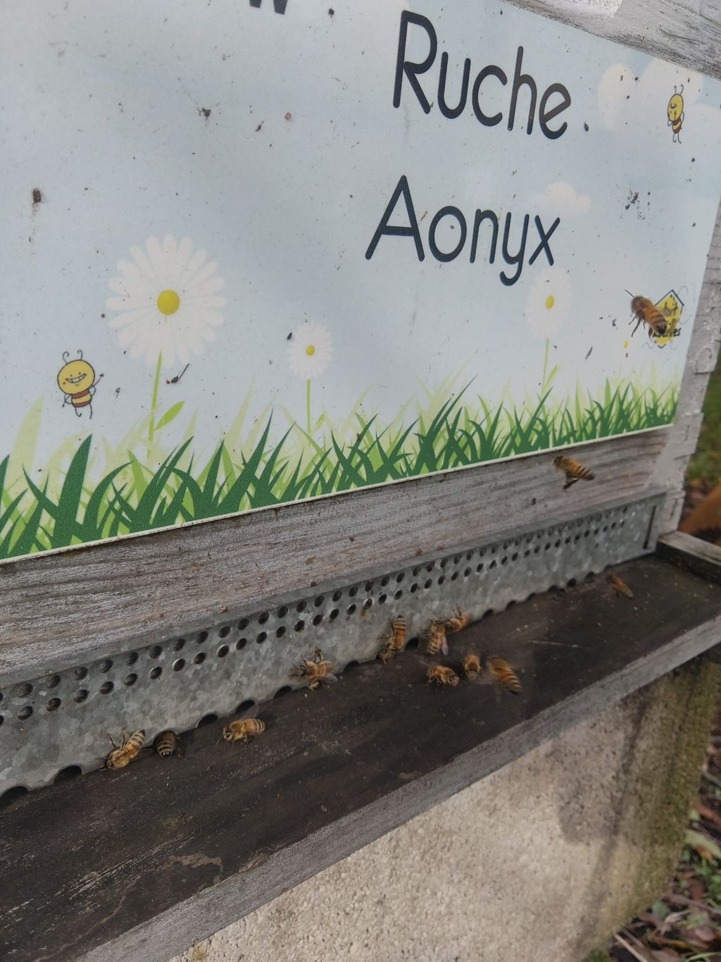La ruche Aonyx