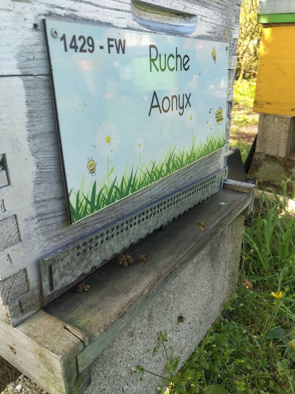 La ruche Aonyx