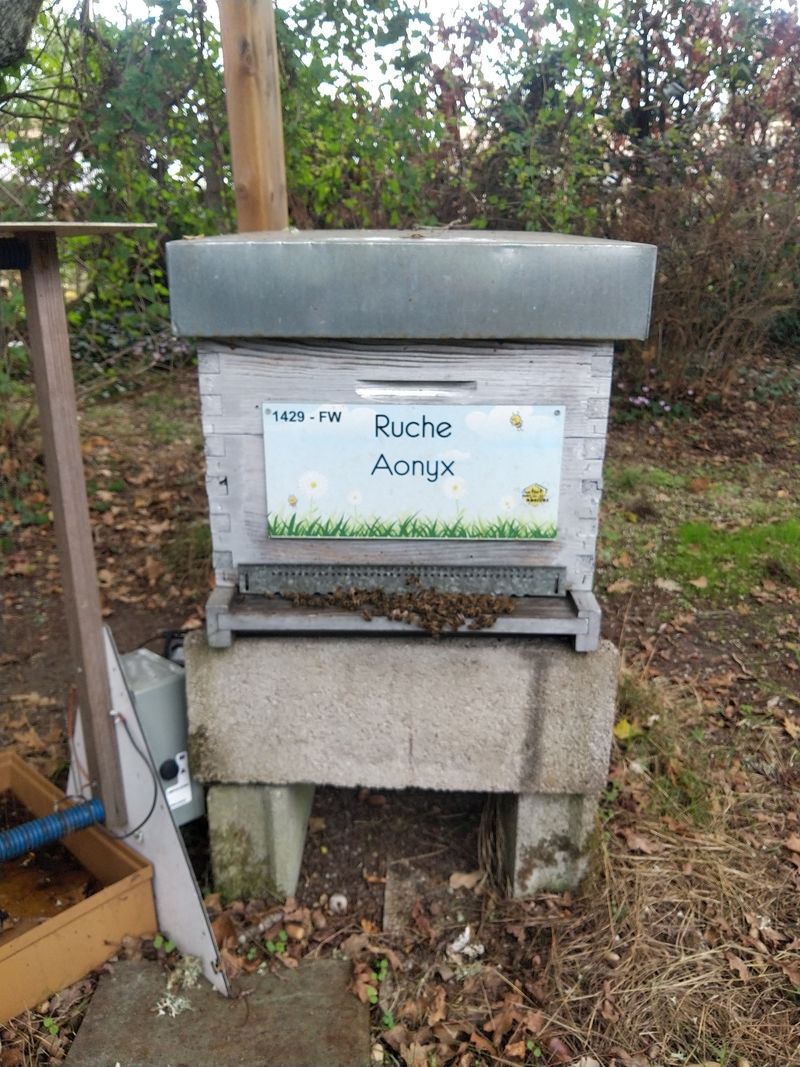 La ruche Aonyx