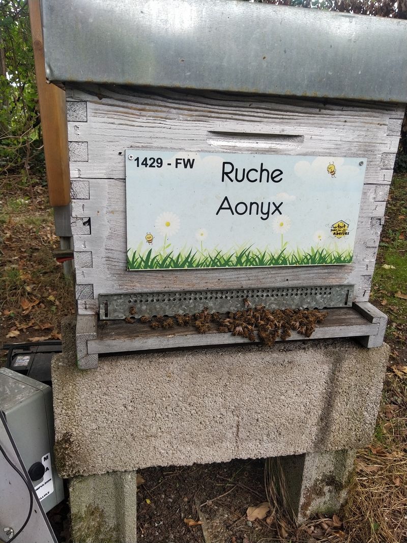 La ruche Aonyx