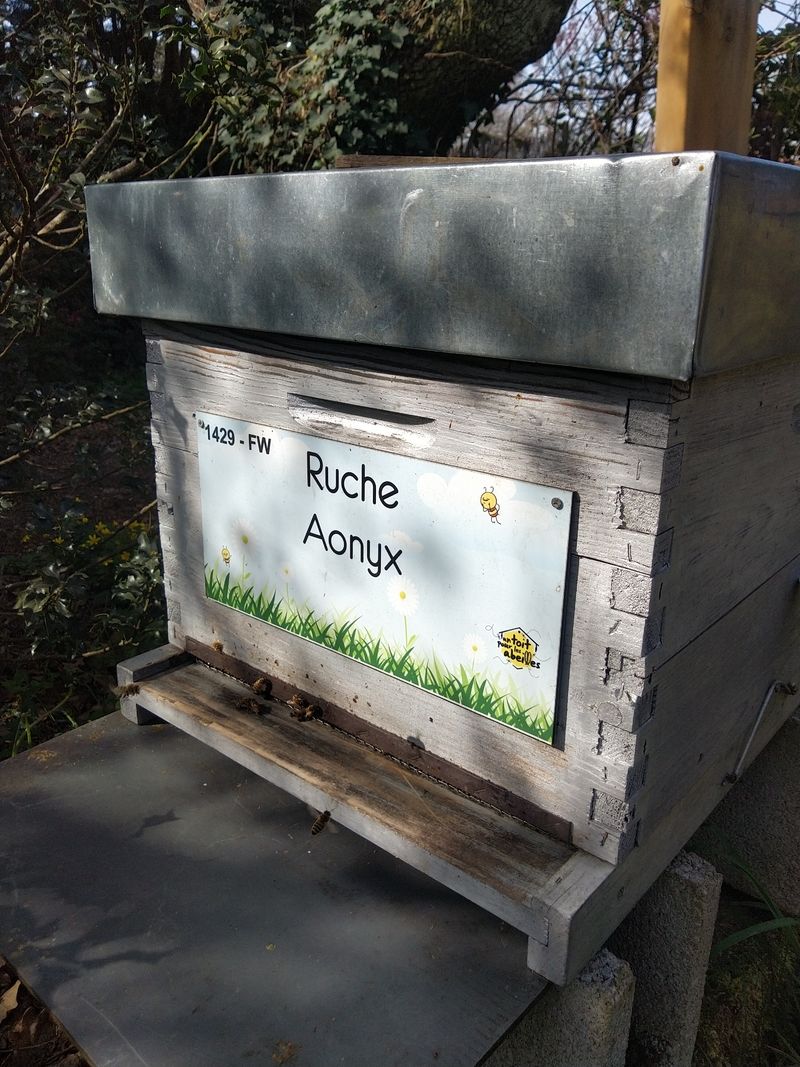 La ruche Aonyx