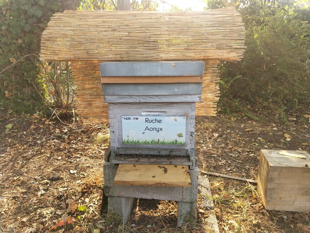 La ruche Aonyx