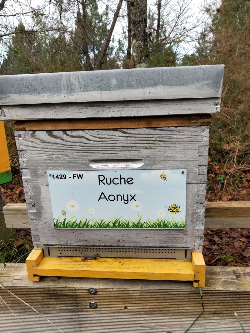 La ruche Aonyx