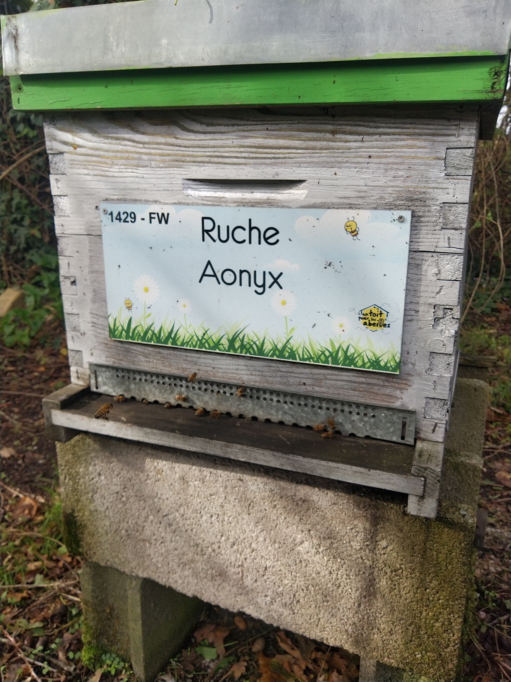 La ruche Aonyx