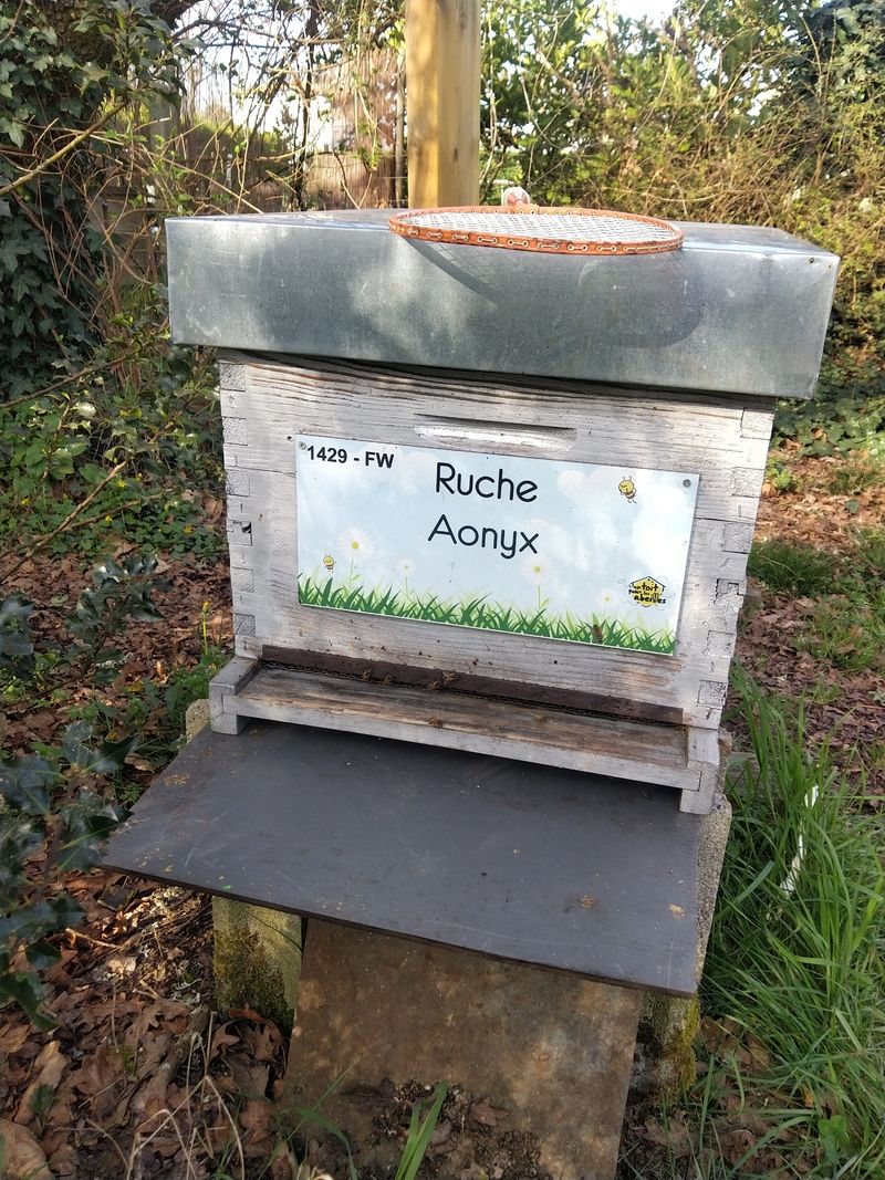 La ruche Aonyx