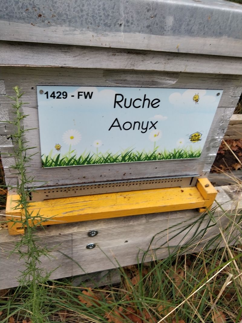 La ruche Aonyx