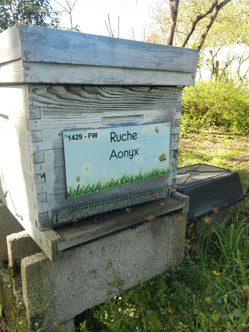 La ruche Aonyx