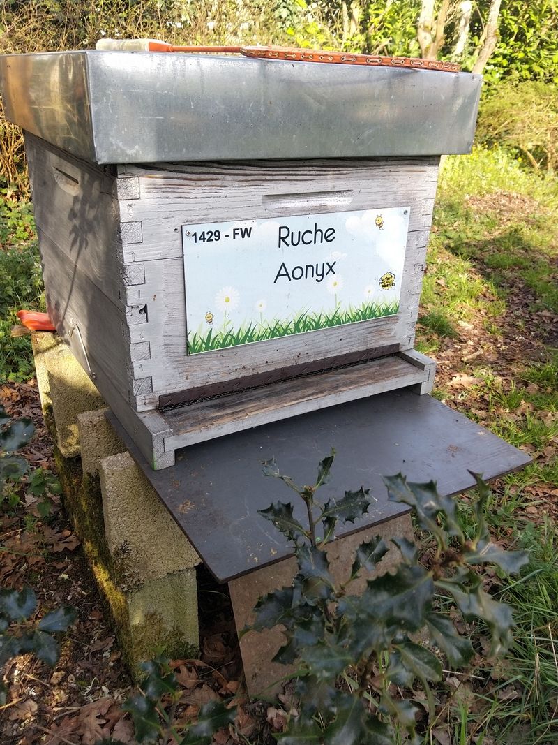 La ruche Aonyx