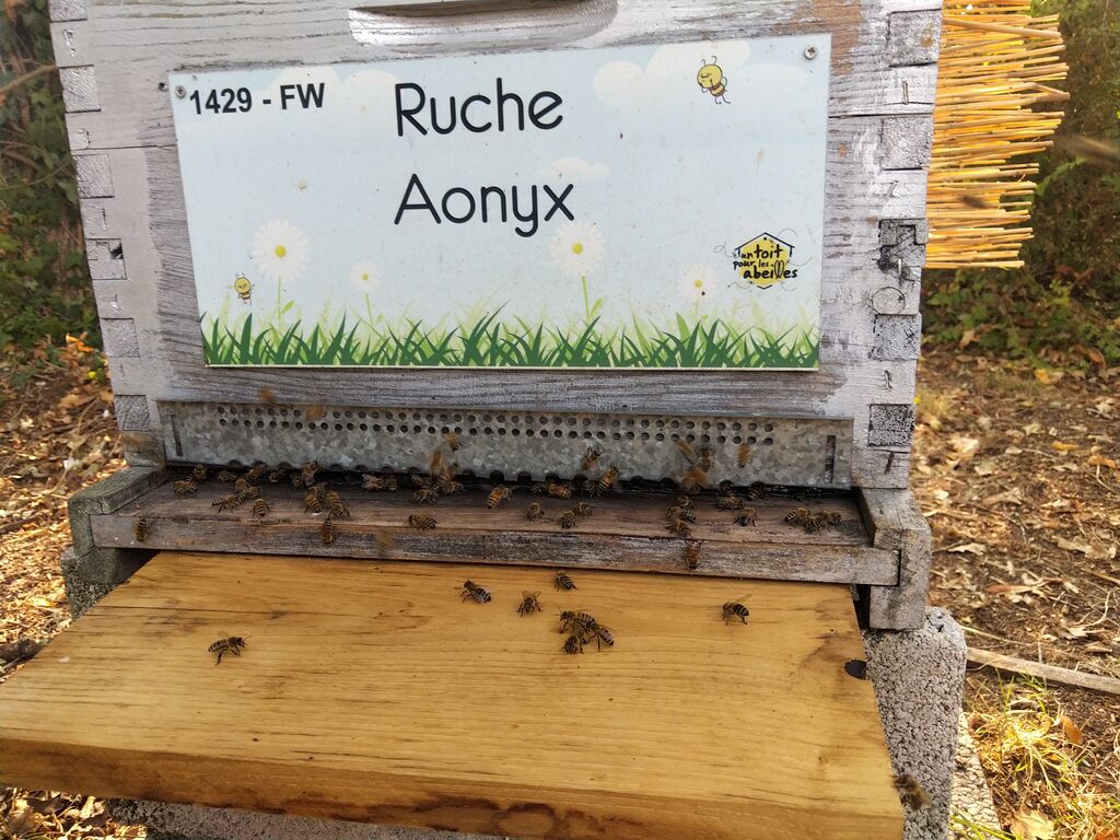 La ruche Aonyx
