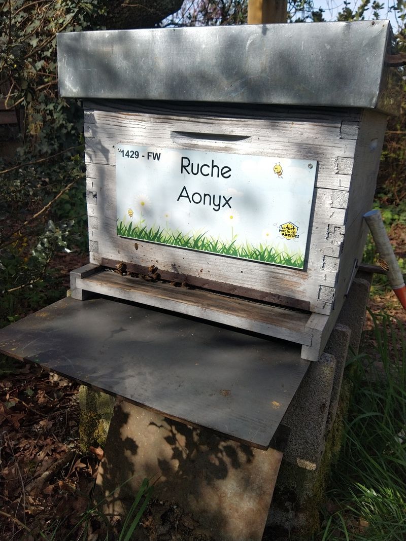 La ruche Aonyx