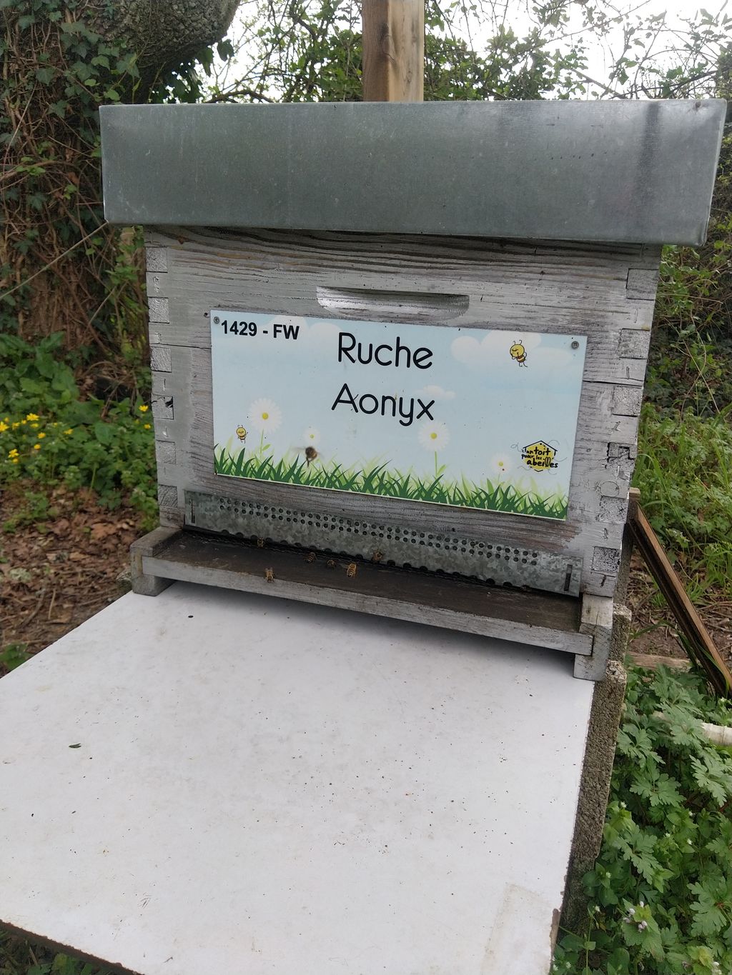 La ruche Aonyx