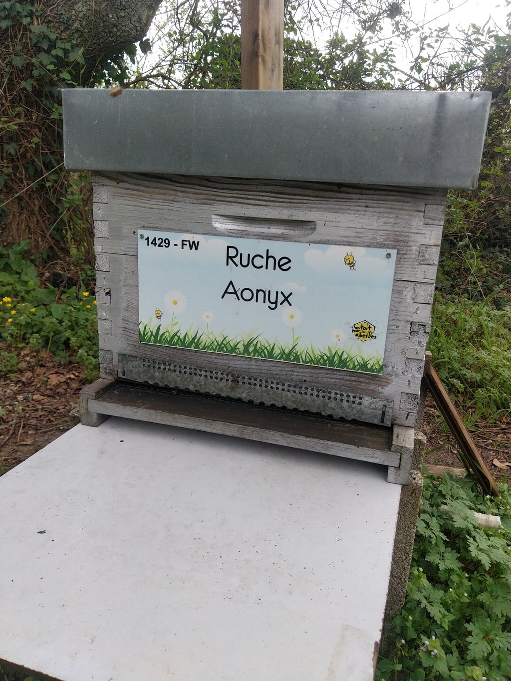 La ruche Aonyx
