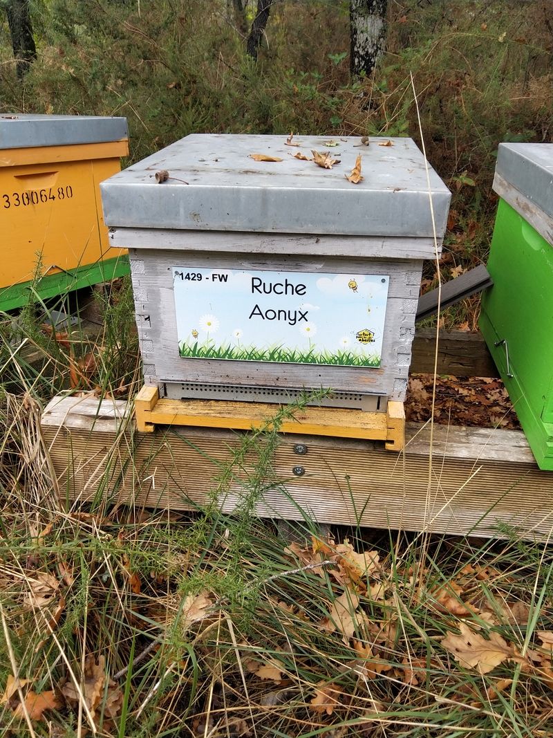 La ruche Aonyx
