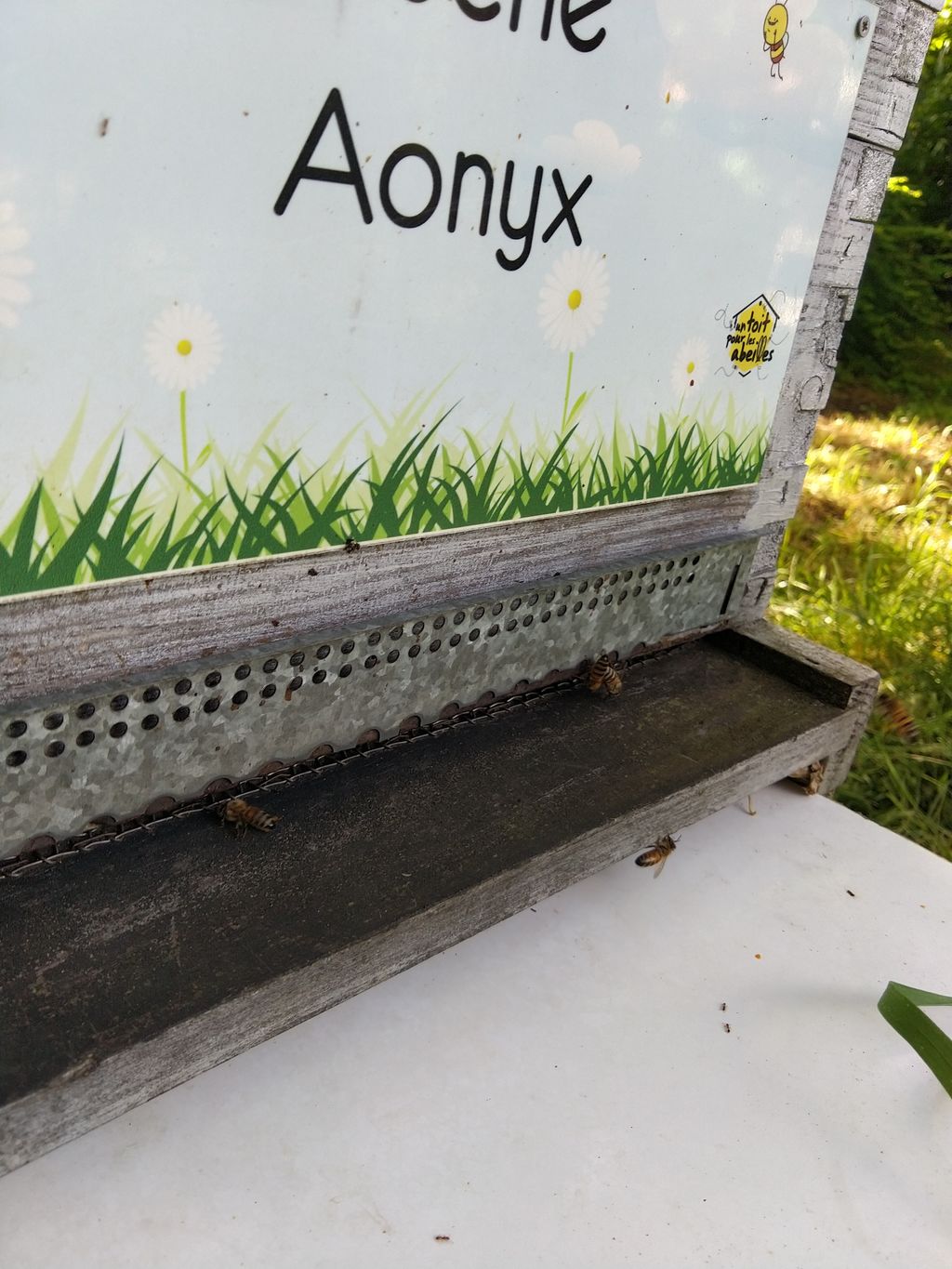 La ruche Aonyx