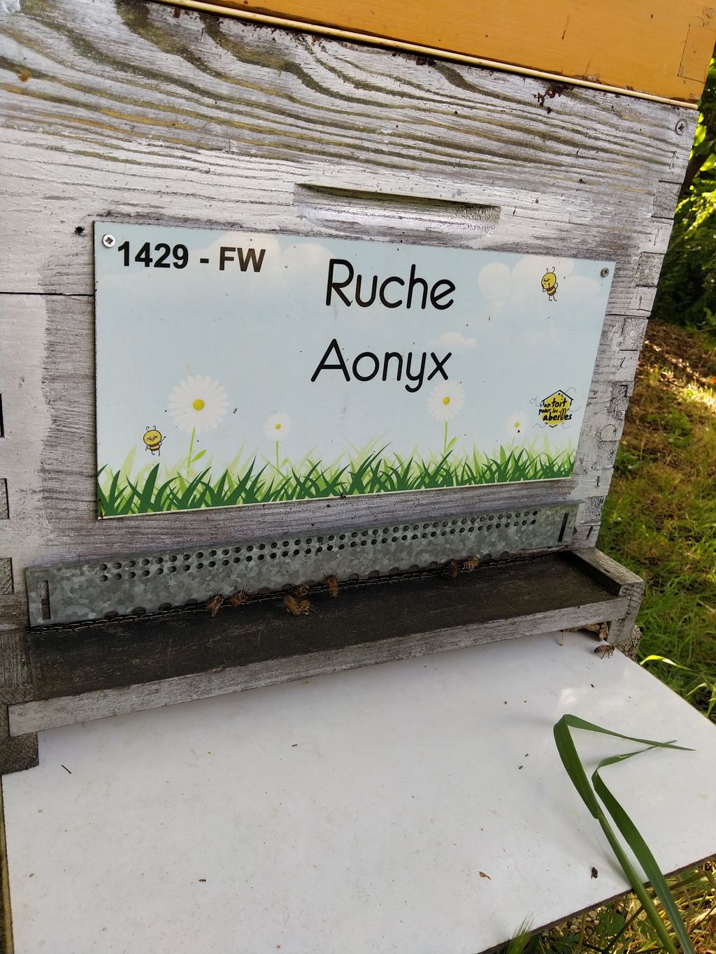 La ruche Aonyx