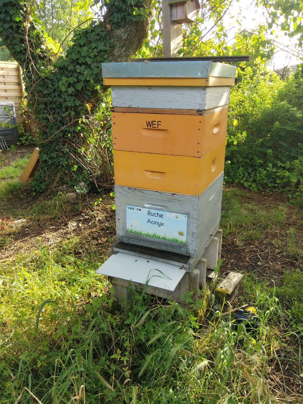La ruche Aonyx