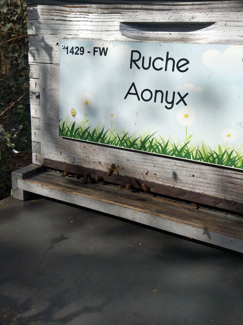 La ruche Aonyx