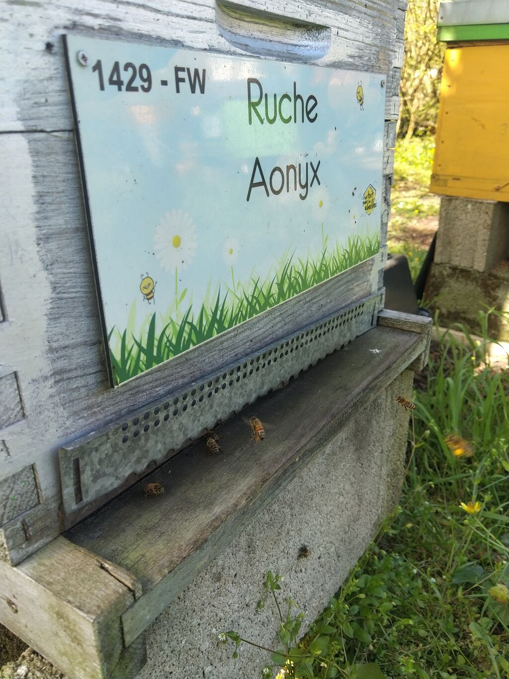 La ruche Aonyx